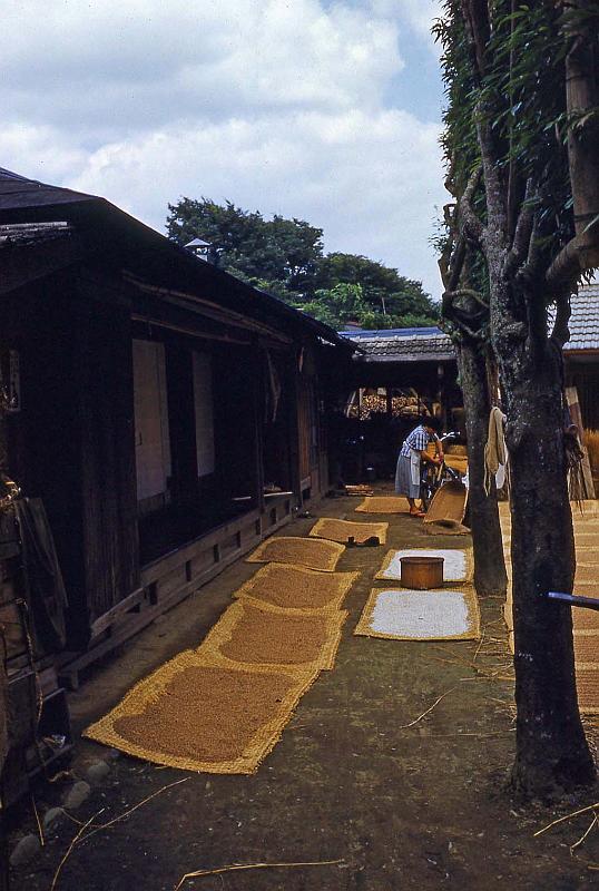 1952-3 Japan 127 Drying Rice Grains.jpg
